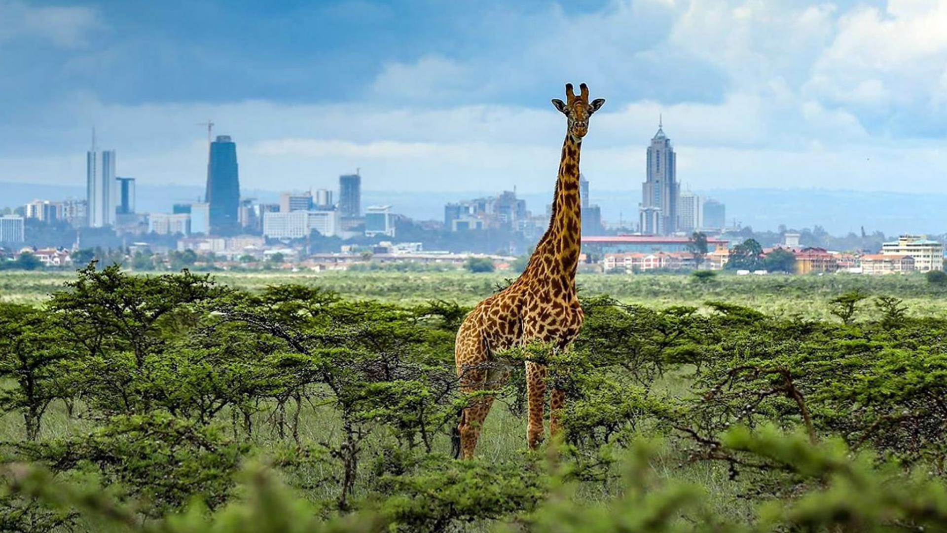 Nairobi National Park Day Safari